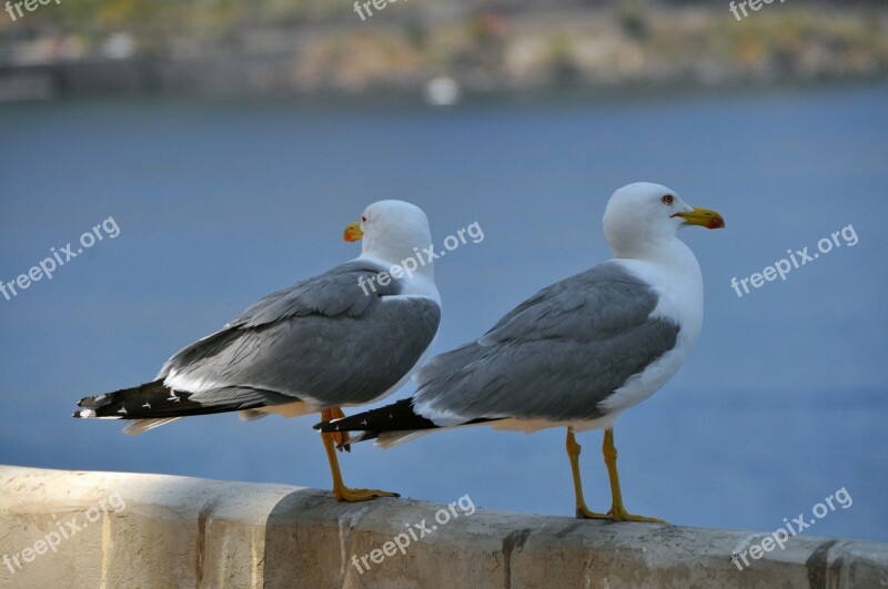 Gulls Birds Bill Free Photos