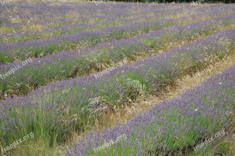 Lavender Provence South Free Photos