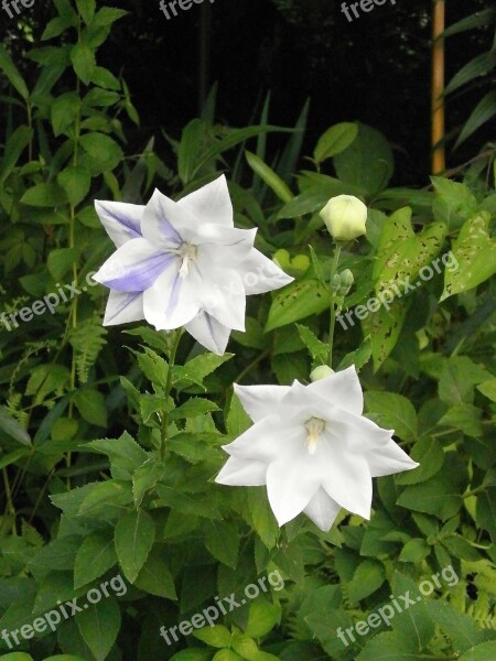 Kikyo Platycodon Grandiflorum A Dc White Flowers Purple Summer Flowers