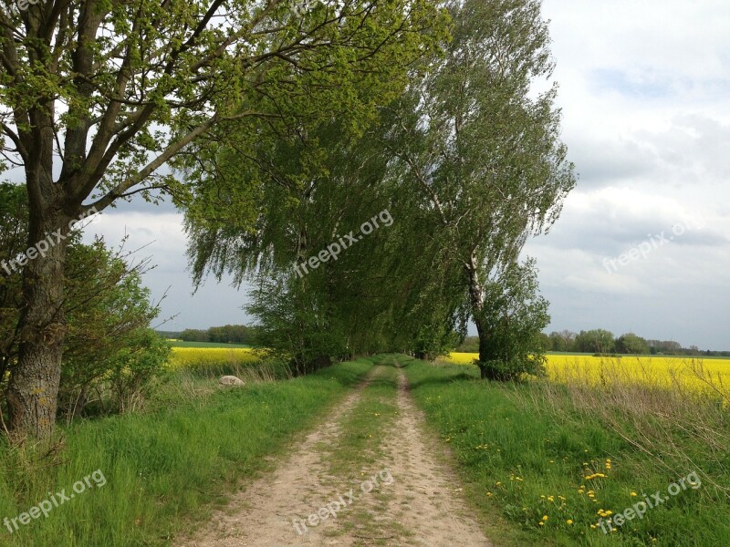 Lane Trees Birch Oilseed Rape Free Photos