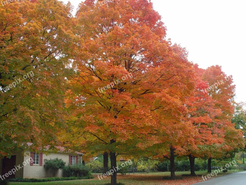 Ozark Fall Colorful Trees October Leaves Ozark Scene