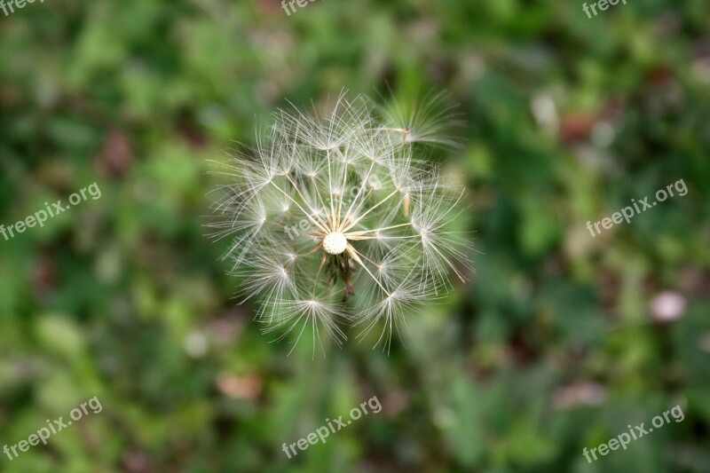 Tooth Lion Flower Nature Free Photos