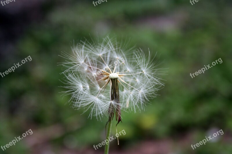 Tooth Lion Flower Nature Free Photos