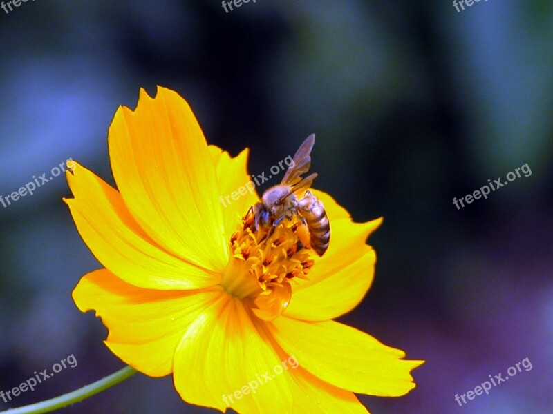 Bee Yellow Flower Free Photos