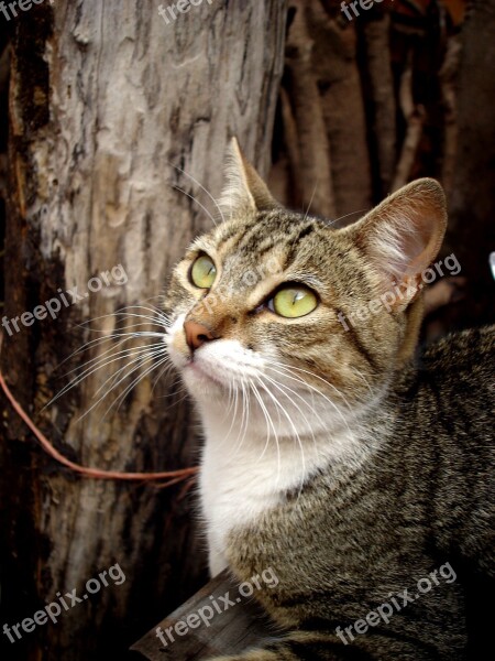 Cat Feline Brick Observing Free Photos