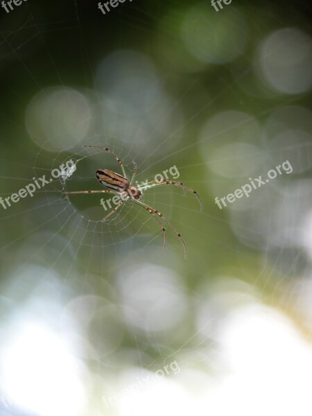 Spider Arachnid Web Free Photos