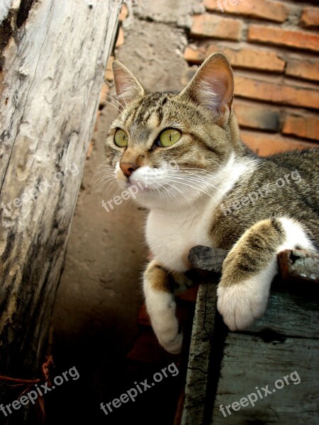 Cat Feline Brick Observing Free Photos