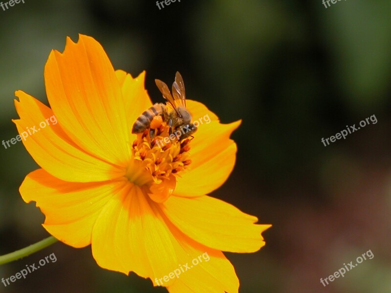 Flower Bee Orange Free Photos