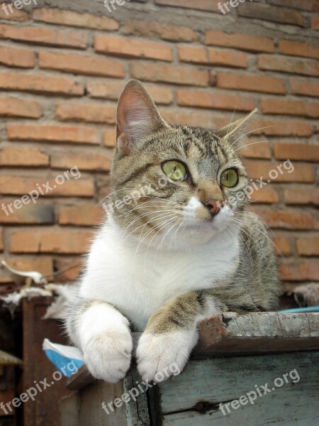 Cat Feline Brick Free Photos