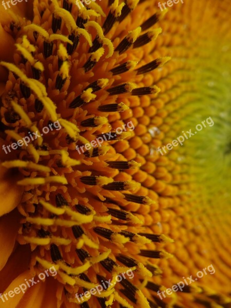 Sunflower Flower Summer Sunflower Seeds Helianthus