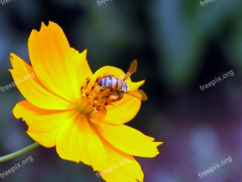 Bee Yellow Flower Free Photos