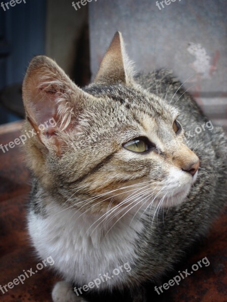 Cat Animal Feline Free Photos