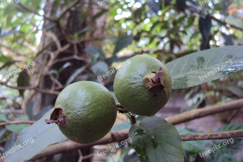 Guava Unripe Fruit Green Fruit Tropical