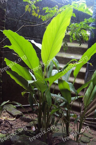 Ginger Herbal Herbal Plant Ginger Plant Local Medicine