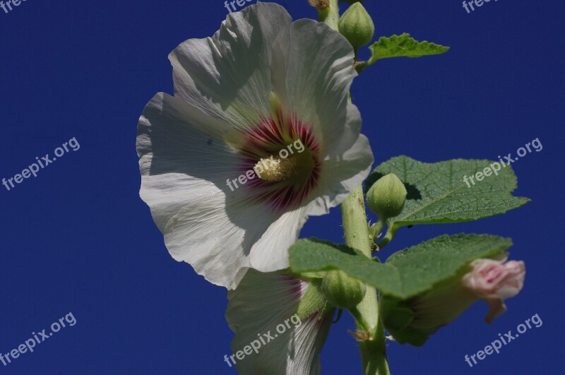 Blossom Bloom Mallow Flower White