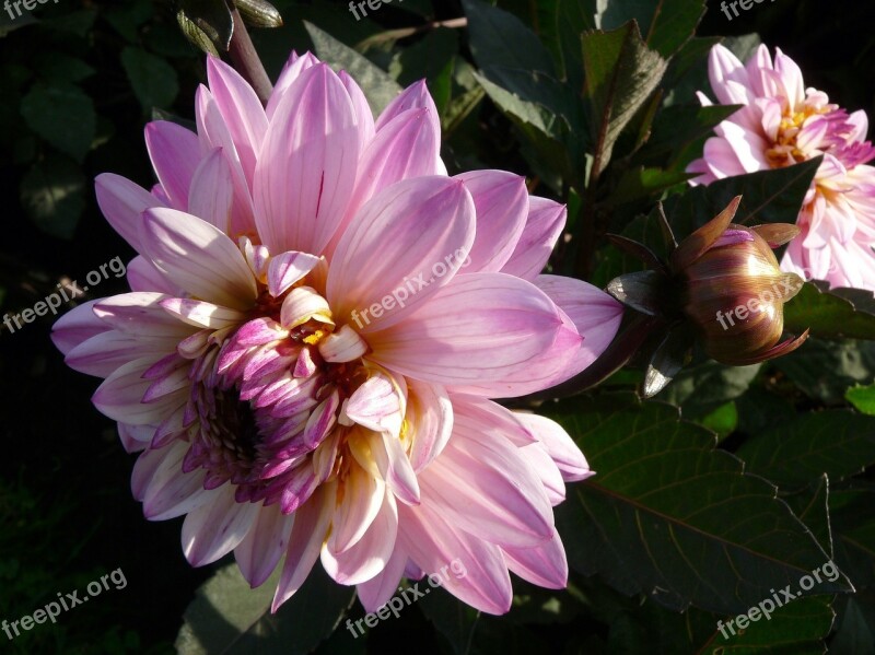 Flower Pink Dahlias Spring Nature