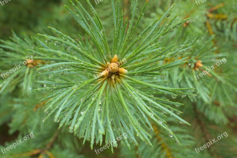 Spruce Green Needle Pine Tree