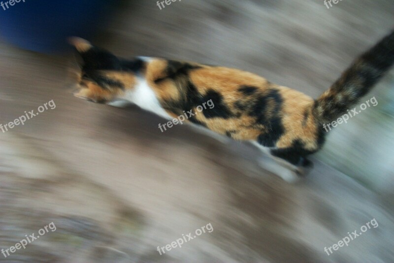 Cat Speed Feline Free Photos