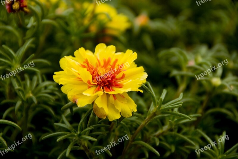 Flower Flowers Yellow Flower Spring Plant