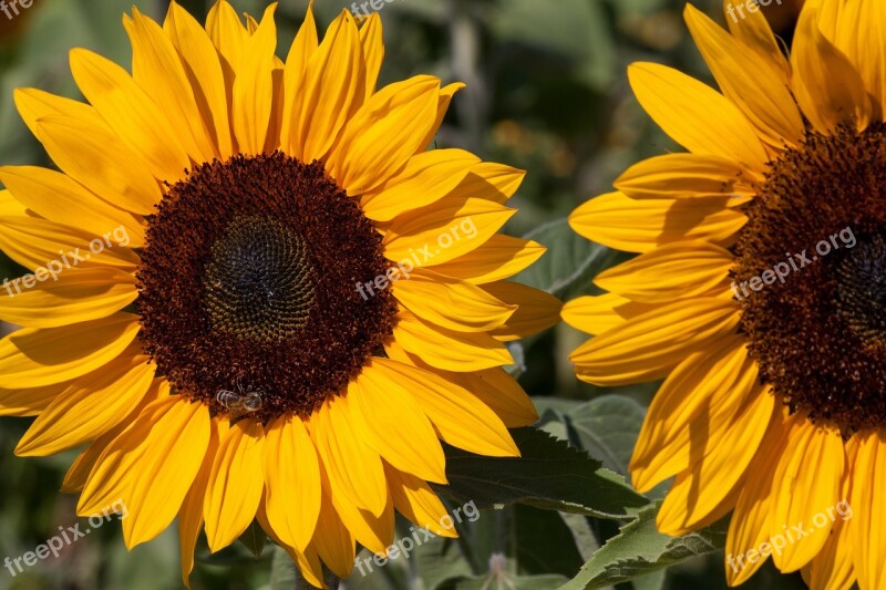 Sunflower Helianthus Annuus Composites Flower Nature