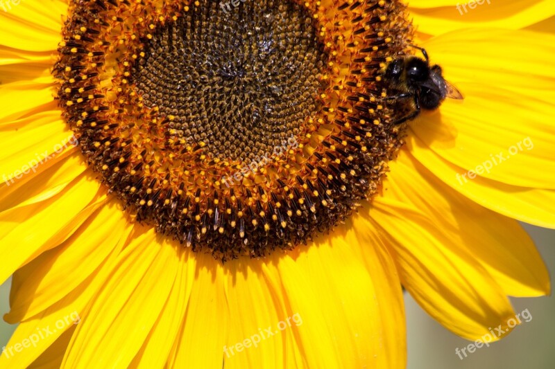 Sunflower Helianthus Annuus Flower Nature Blossom