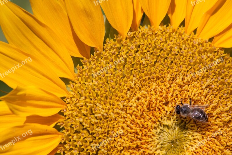 Sunflower Helianthus Annuus Flower Nature Blossom