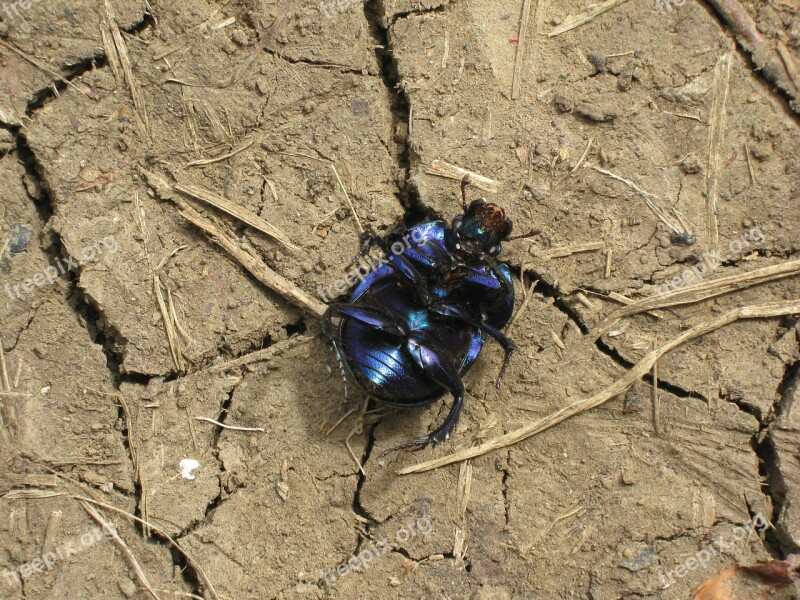 Beetle Macro Black Dung Beetle Ground