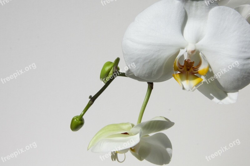 Orchid Bud White Flower Blossom