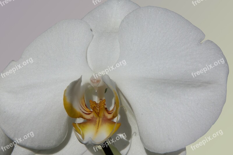 Orchid White Flower Blossom Bloom