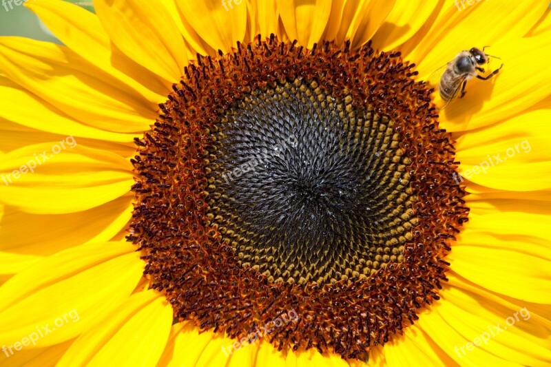 Sunflower Helianthus Annuus Composites Flower Nature