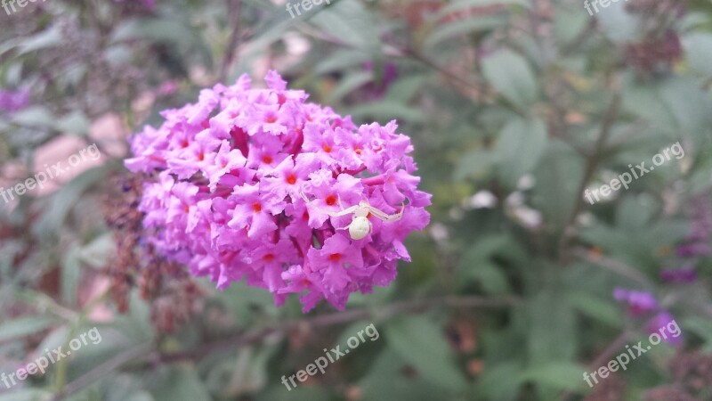 Spider Flower Butterfly Bush Butterflies Insect