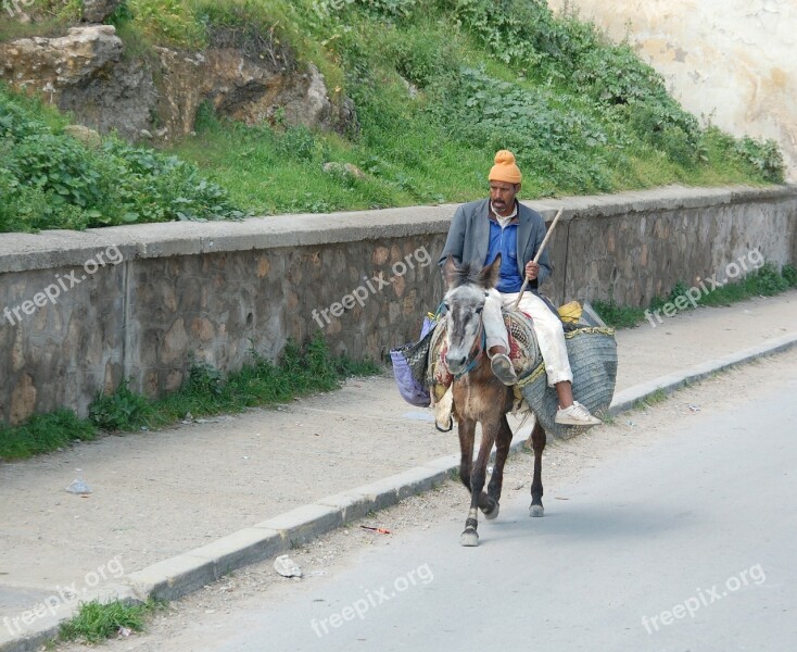 Morocco Ass Man The Countryside Animal