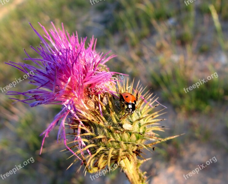 Ladybug Insect Animals Nature Thistle