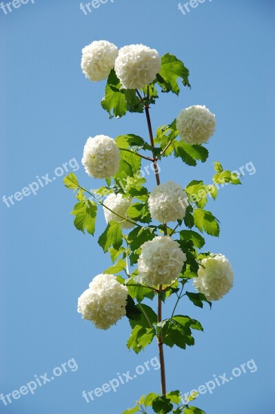 Garden Plant Verbena Snowball Summer