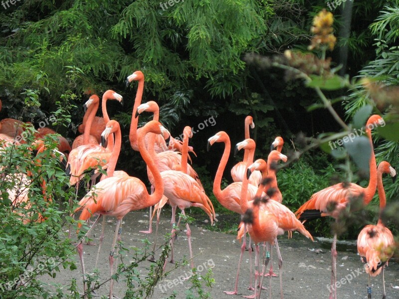 Birds Nature Flamingo Animal Feathers