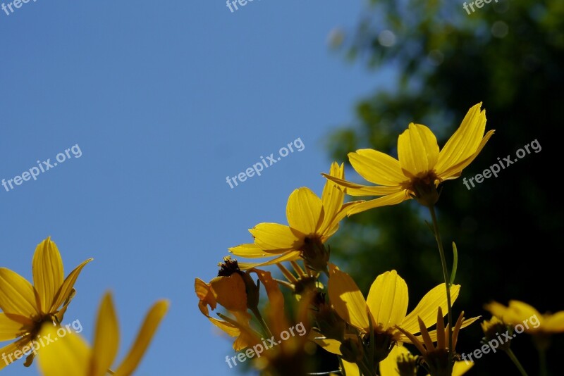 Flower Yellow Green Sky Plant Free Photos