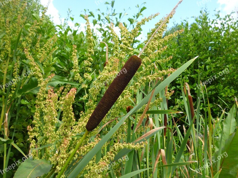 Reed Nature Grass Lake Licorice