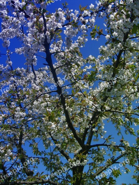 Cherry Tree Blossom Bloom Flowers Sky