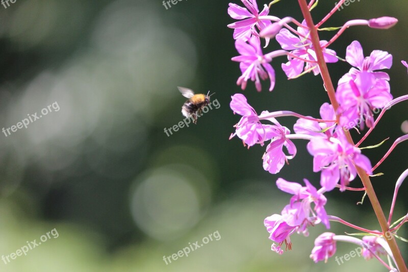 Bee Primrose Summer Insects Free Photos