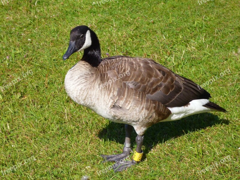 Canadian Goose Water Bird Animal World Nature Free Photos