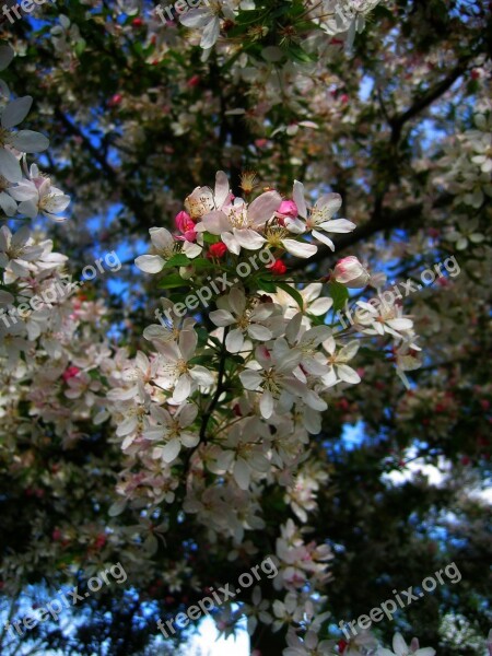 Cherry Tree Blossom Bloom Flowers Sky