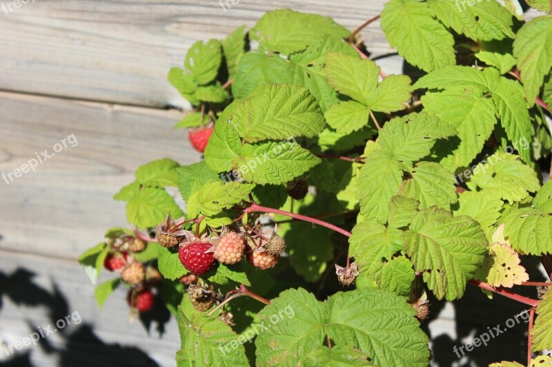 Raspberry Berry Plant Free Photos