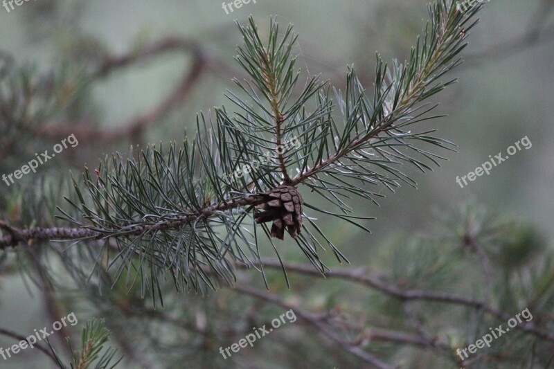 Pine Pine Cone Tree Free Photos