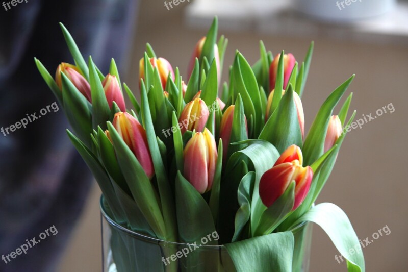 Tulips Flowers Leaves Flower Spring