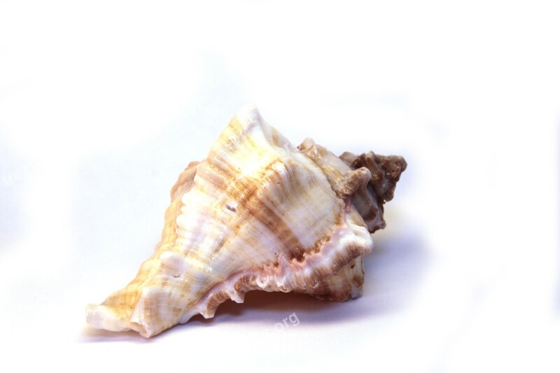 Shell Snail Spiral Beautiful Isolated