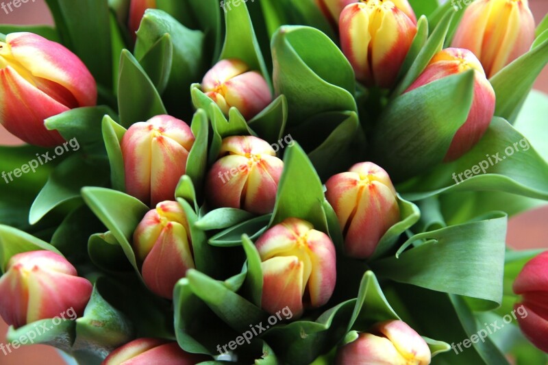 Tulip Flower Tulips Spring Nature