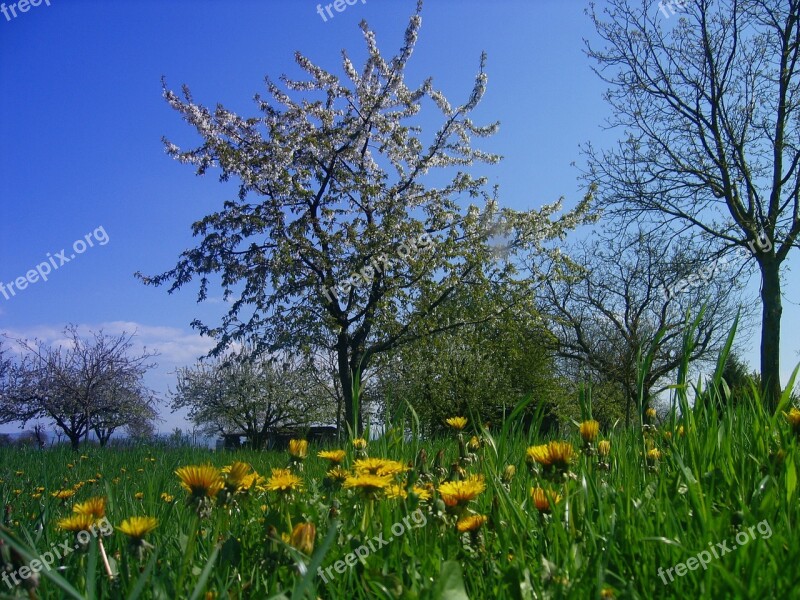 Meadow Dandelion Tree Sky Clouds