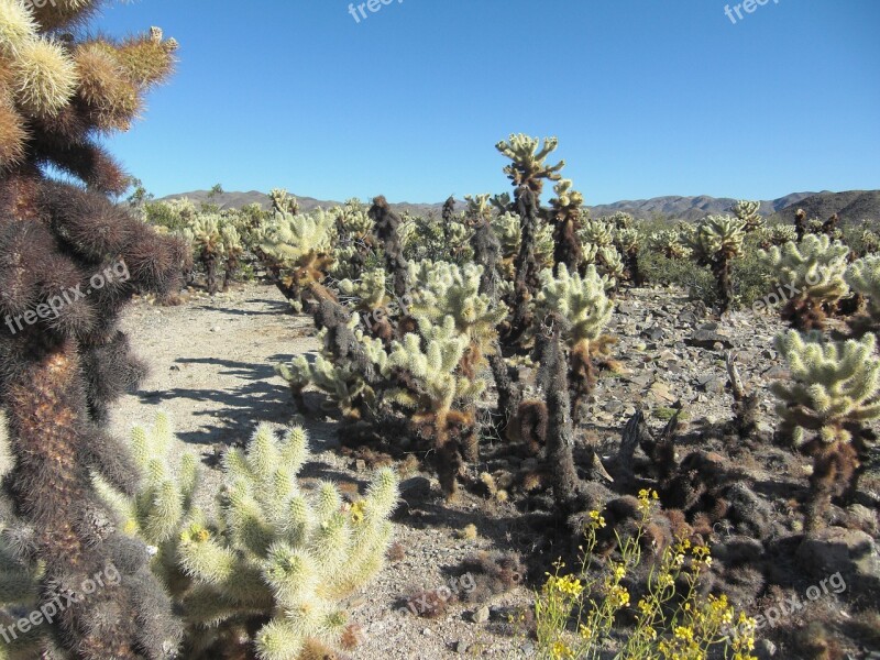 Cholla Cactus California Nature Landscape Joshua Tree