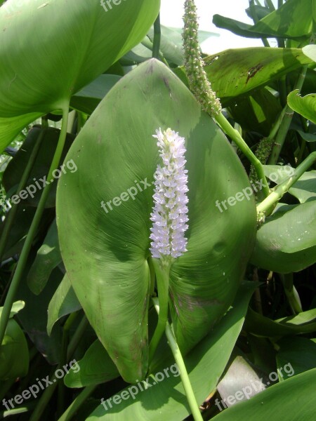 Lily Nature Pond Free Photos