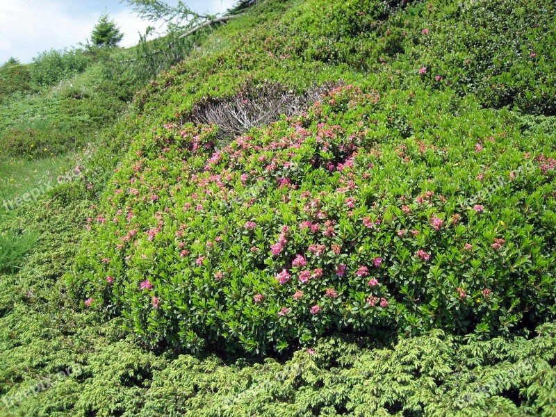 Alpine Roses Almrausch Mountain Flowers Bloom Pink